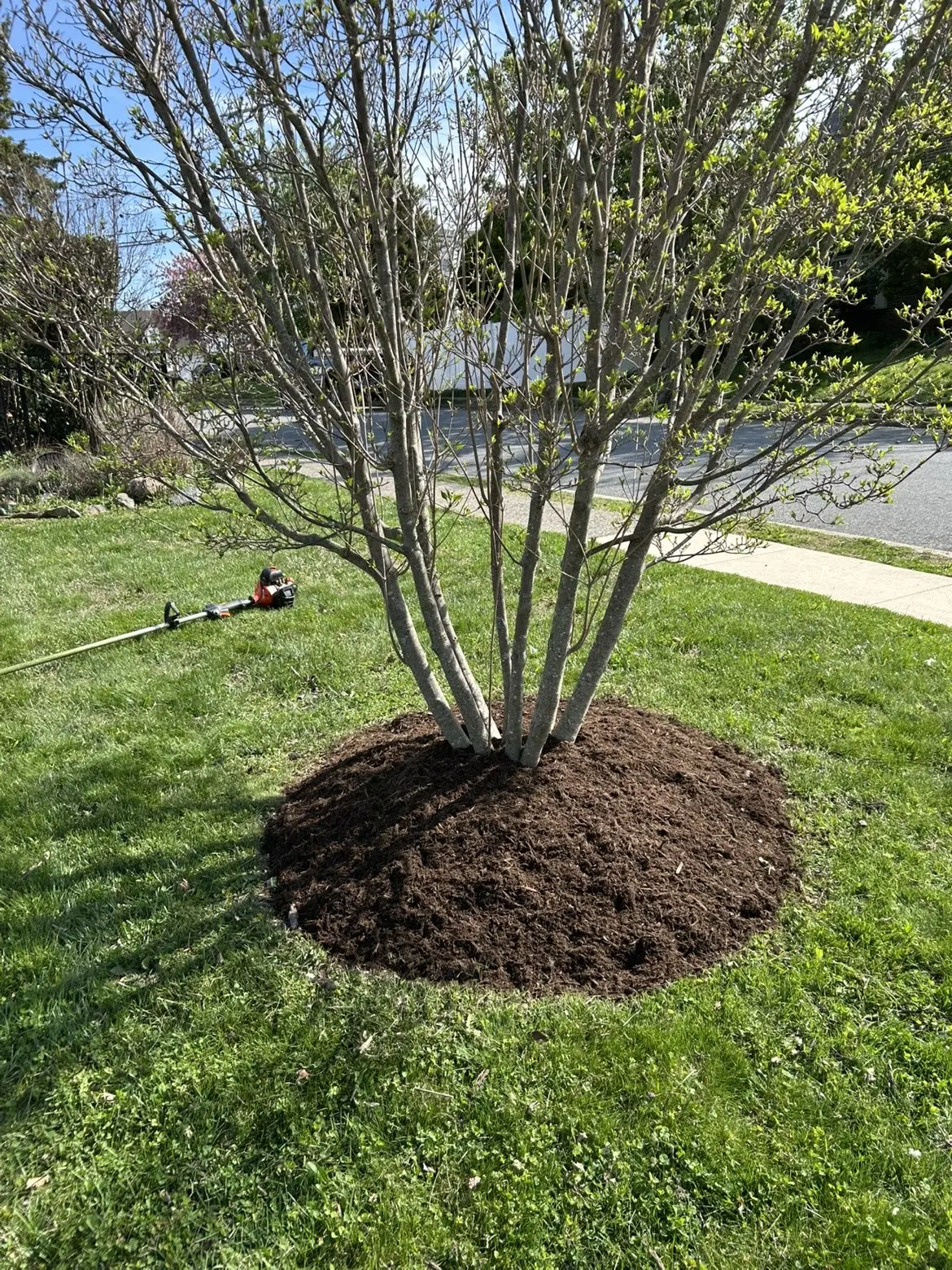 A fresh start at the roots